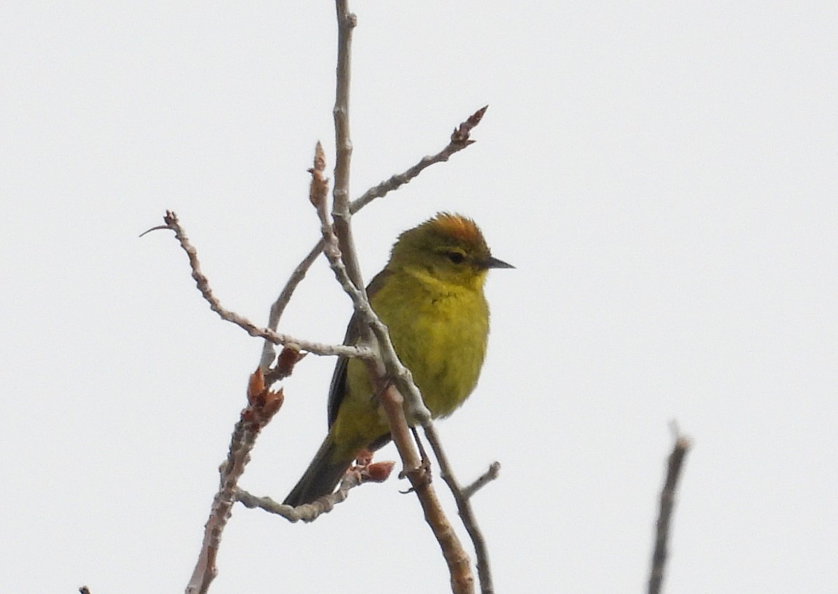 Orange-crowned Warbler - ML637394198