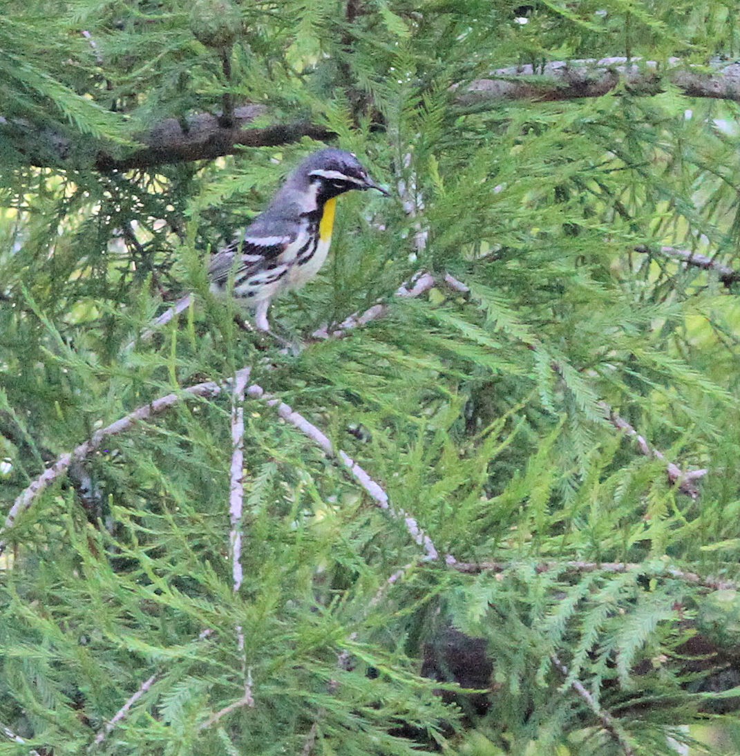 סבכון צהוב-גרון - ML637394213