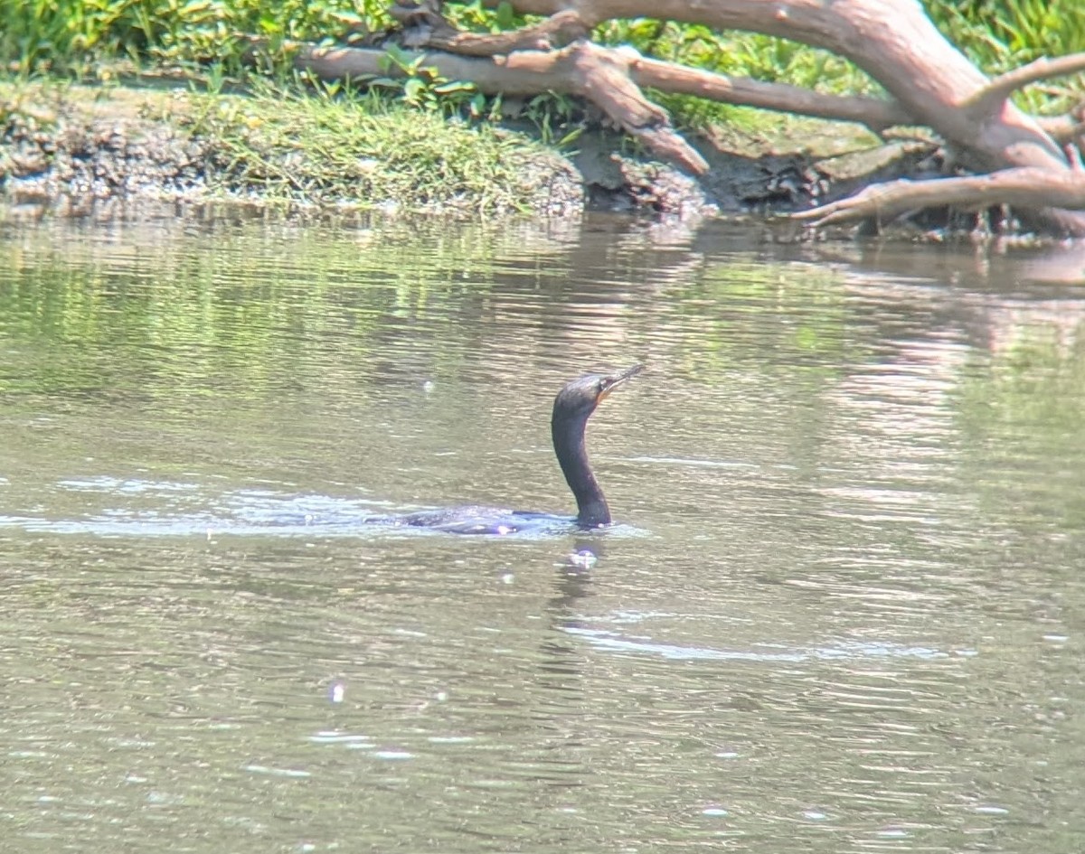 Double-crested Cormorant - ML637394214