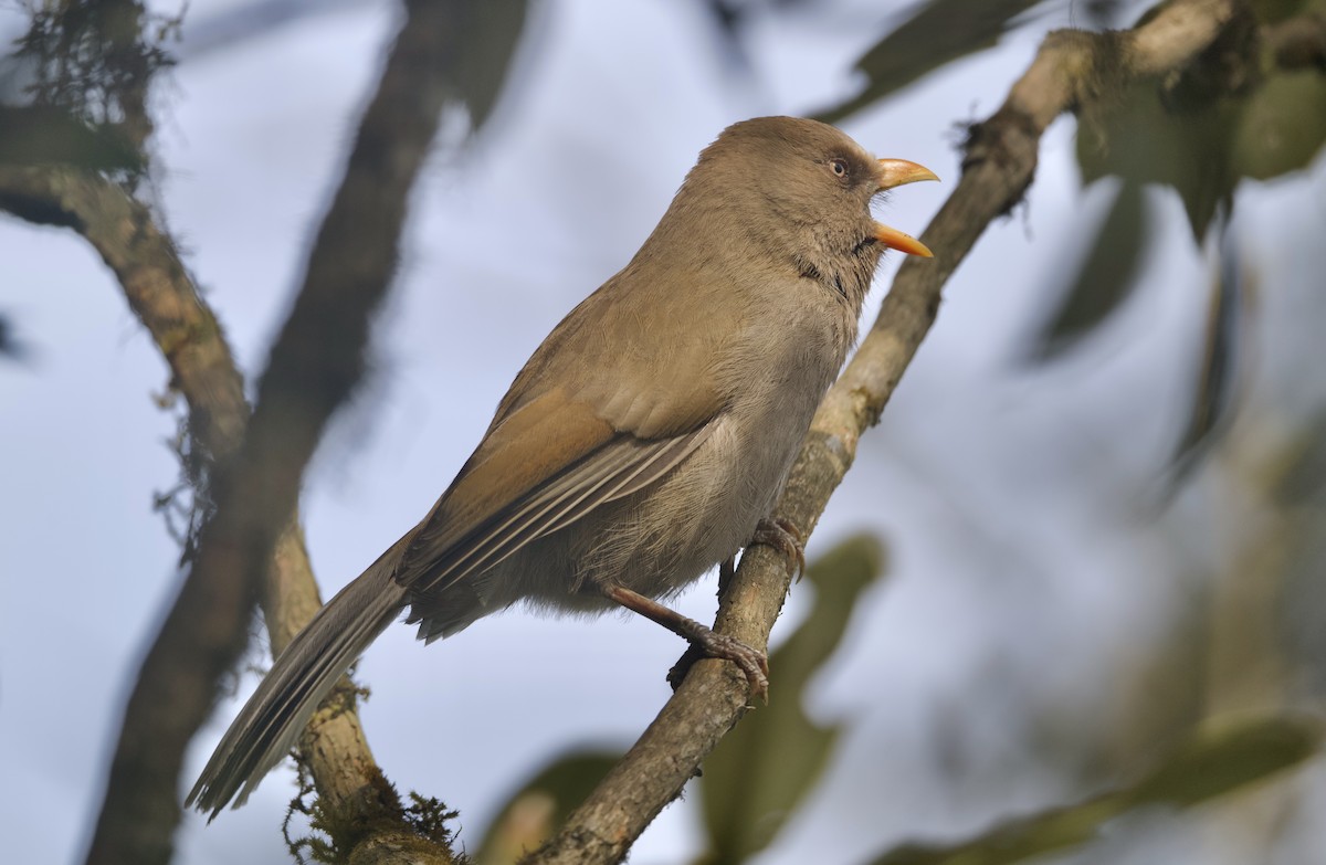 Great Parrotbill - ML637394316