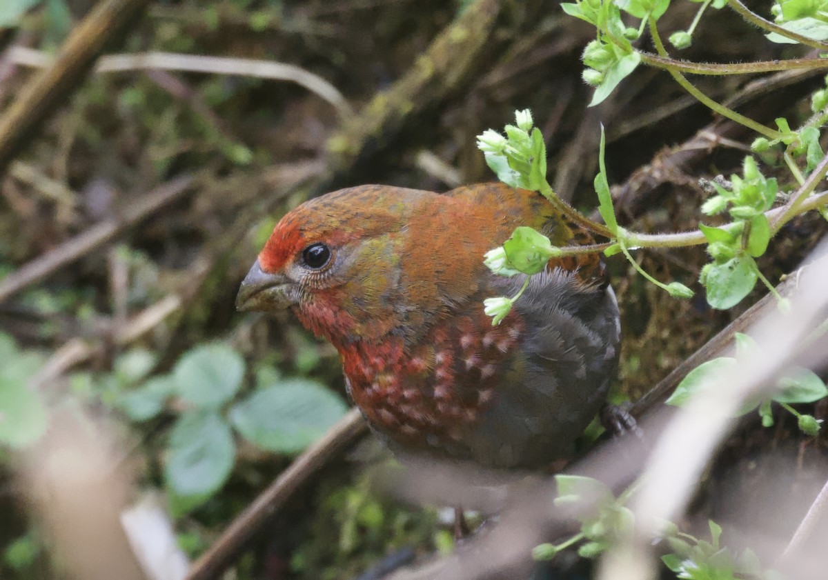 Crimson-browed Finch - ML637394330