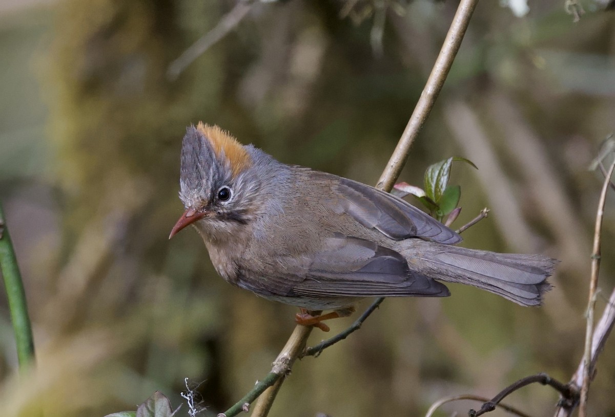 Rufous-vented Yuhina - ML637394348