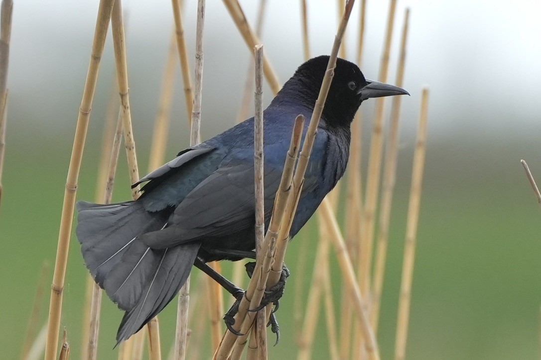 Boat-tailed Grackle - ML637394388