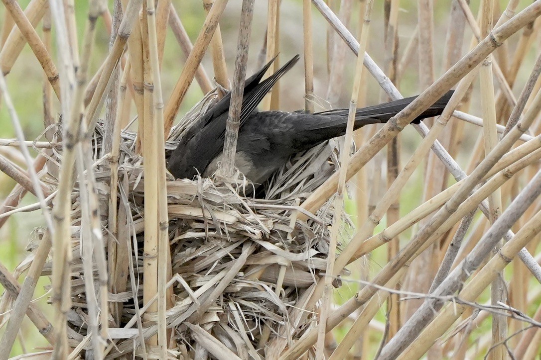 Boat-tailed Grackle - ML637394389