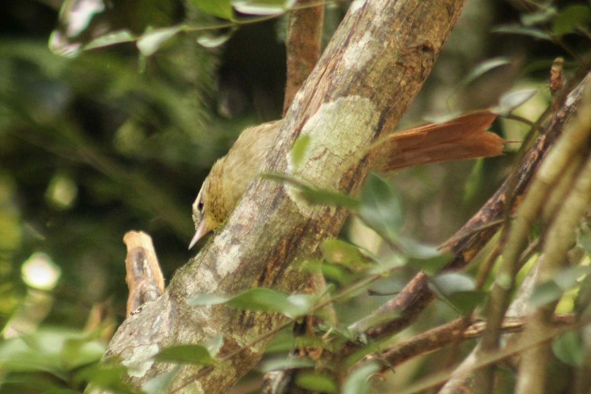 Olive Spinetail - ML637394391