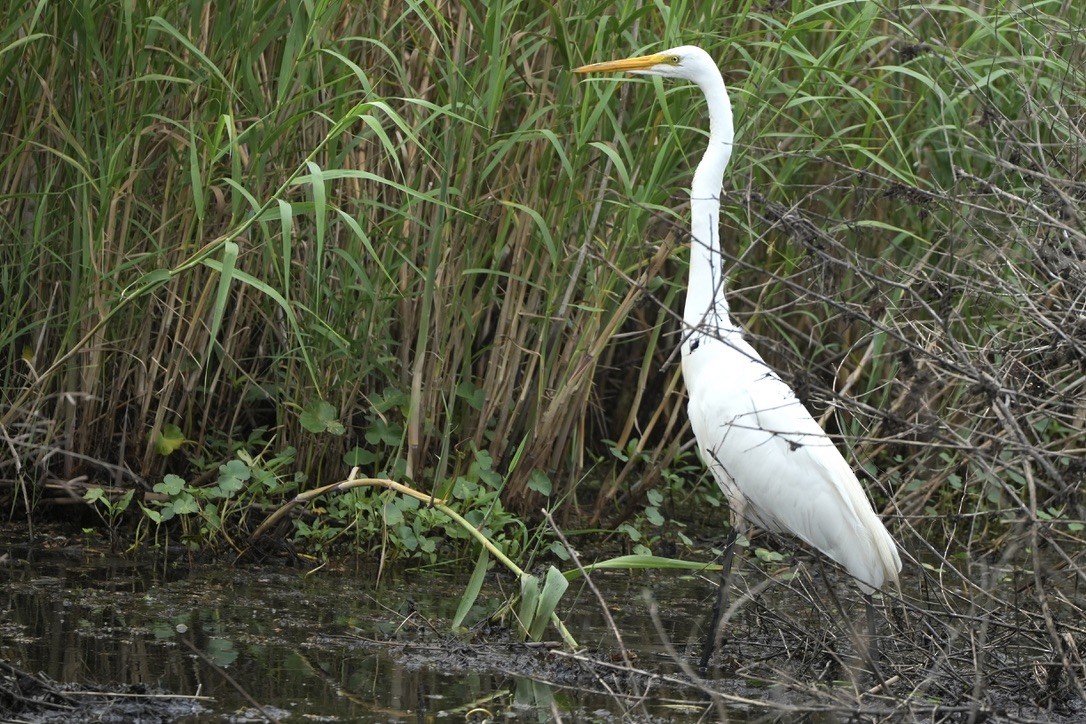 Цасч дэглий - ML637394428