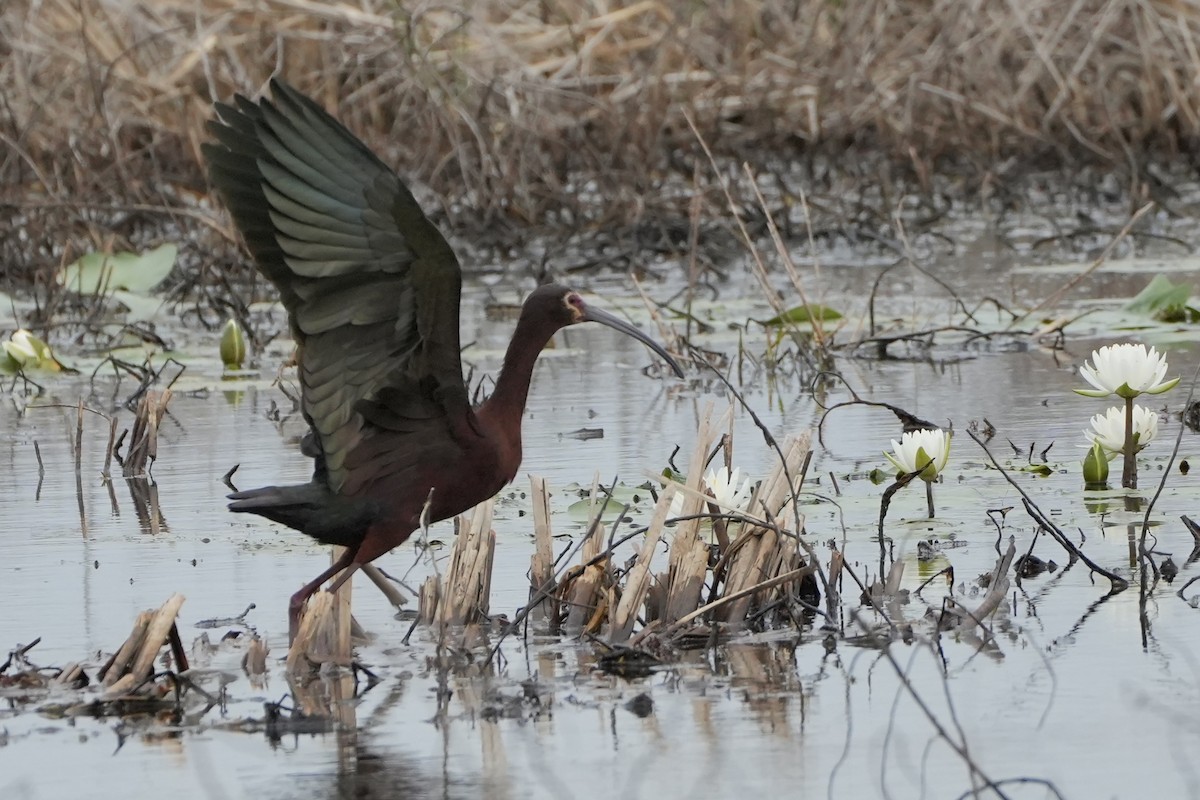 White-faced Ibis - ML637394476