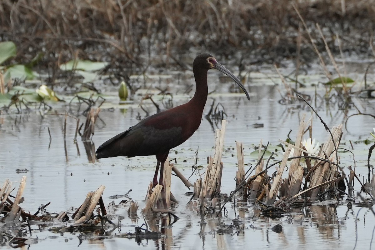 White-faced Ibis - ML637394477