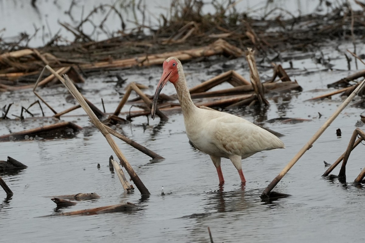 White Ibis - ML637394479