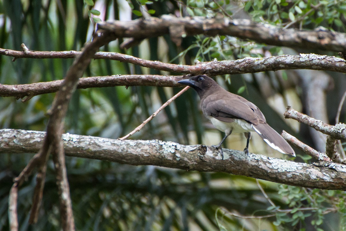 Brown Jay - ML637394515