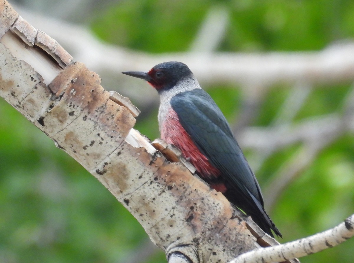 Lewis's Woodpecker - ML637394522
