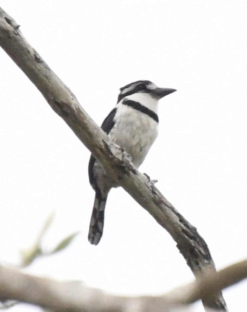 Pied Puffbird - ML637394523