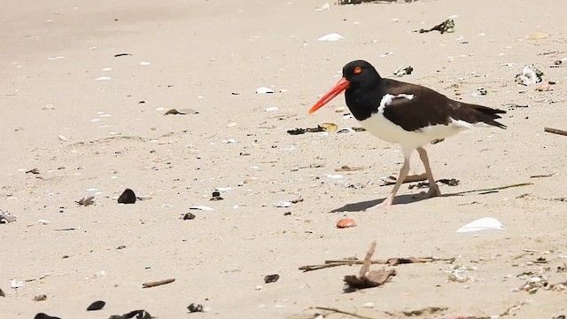 American Oystercatcher - ML637394684