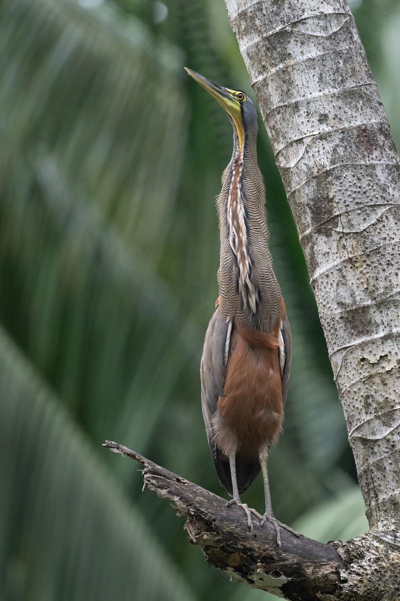 Bare-throated Tiger-Heron - ML637394747