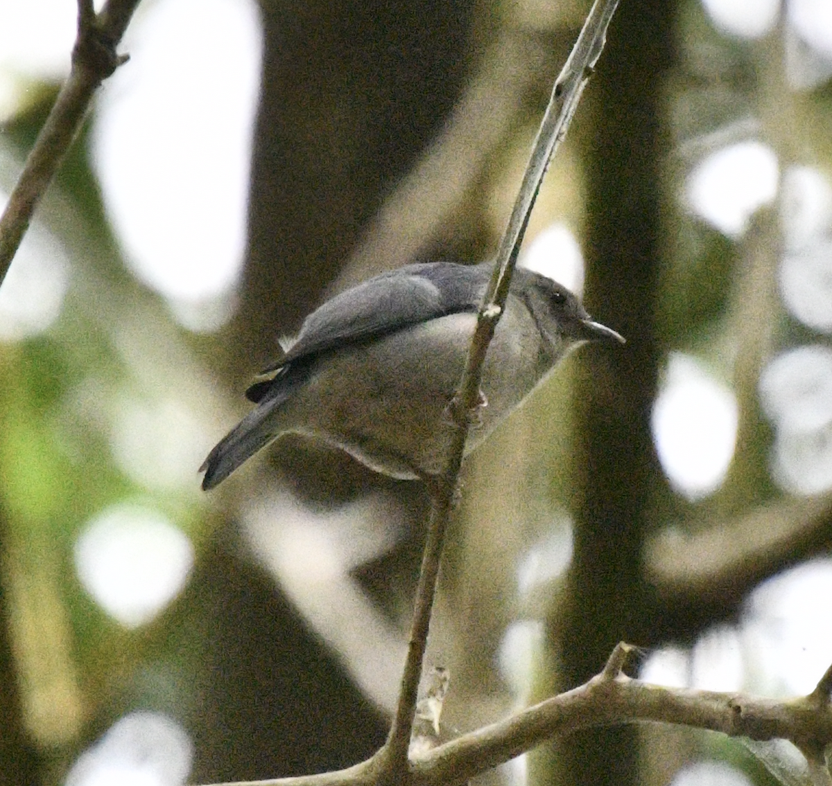 Bicolored Conebill - ML637394769