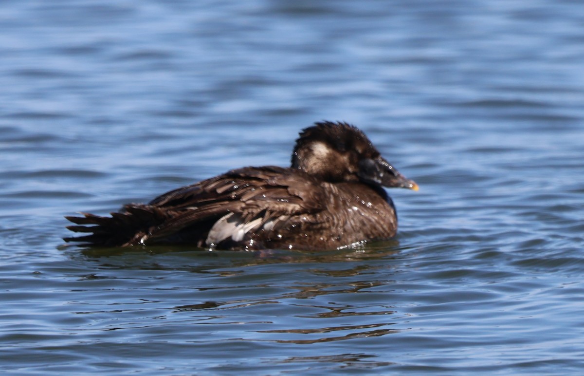 Surf Scoter - ML637394868