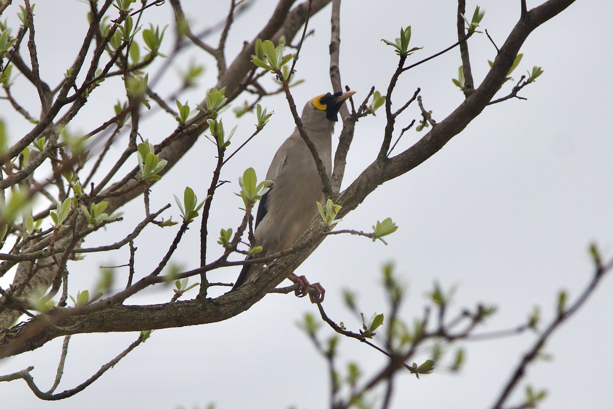 Wattled Starling - ML637394961