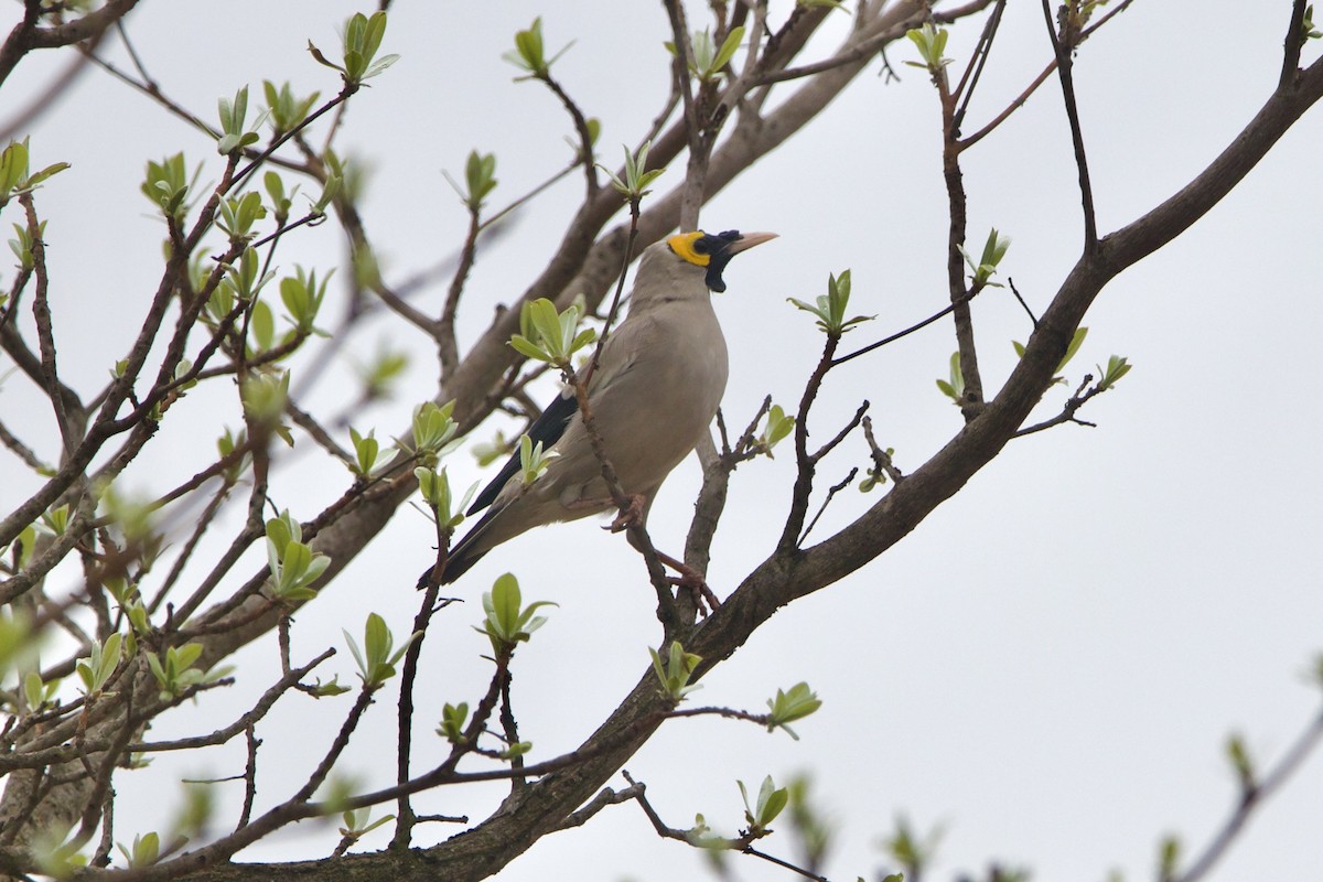 Wattled Starling - ML637394962