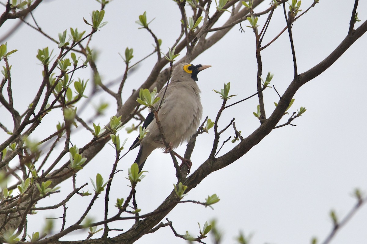 Wattled Starling - ML637394963