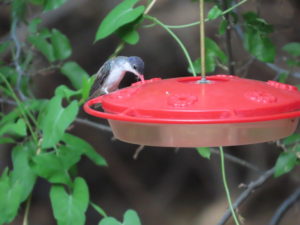 Violet-crowned Hummingbird - ML637395037