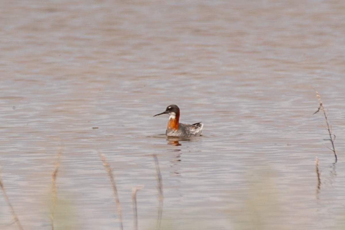 lyskonoh úzkozobý - ML637395059