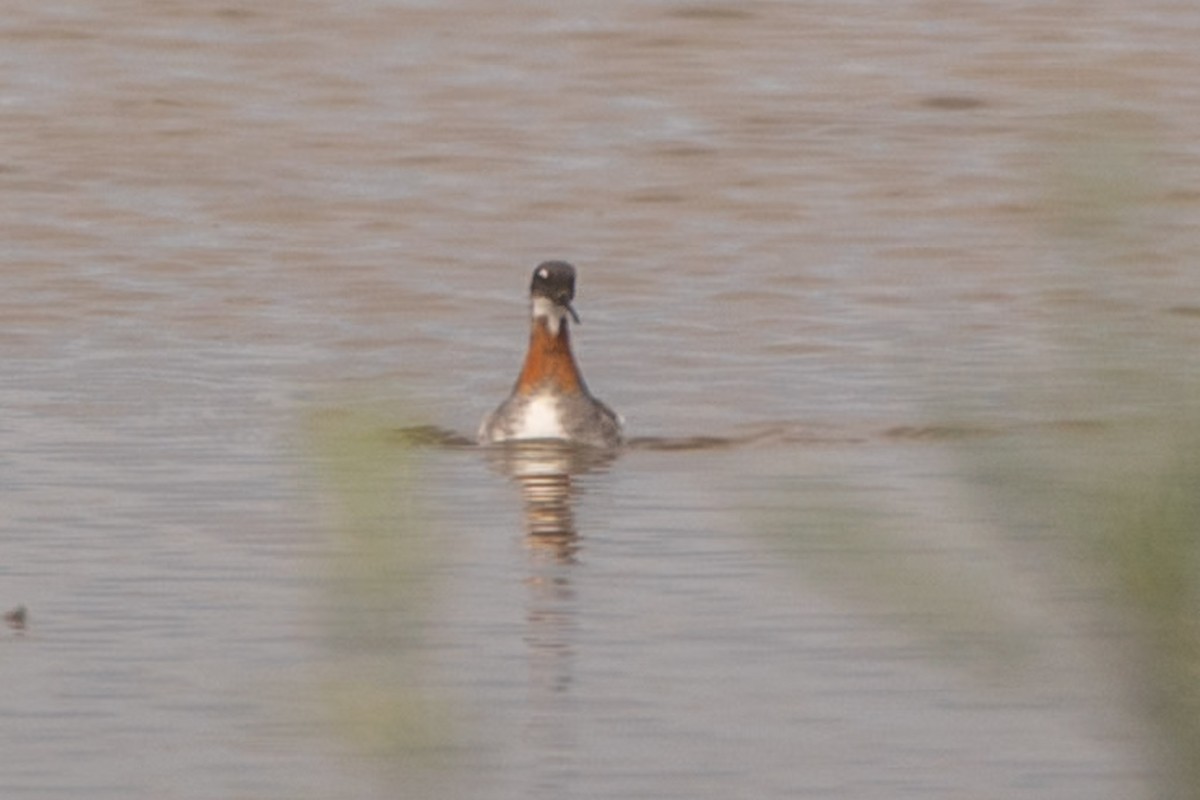 lyskonoh úzkozobý - ML637395060