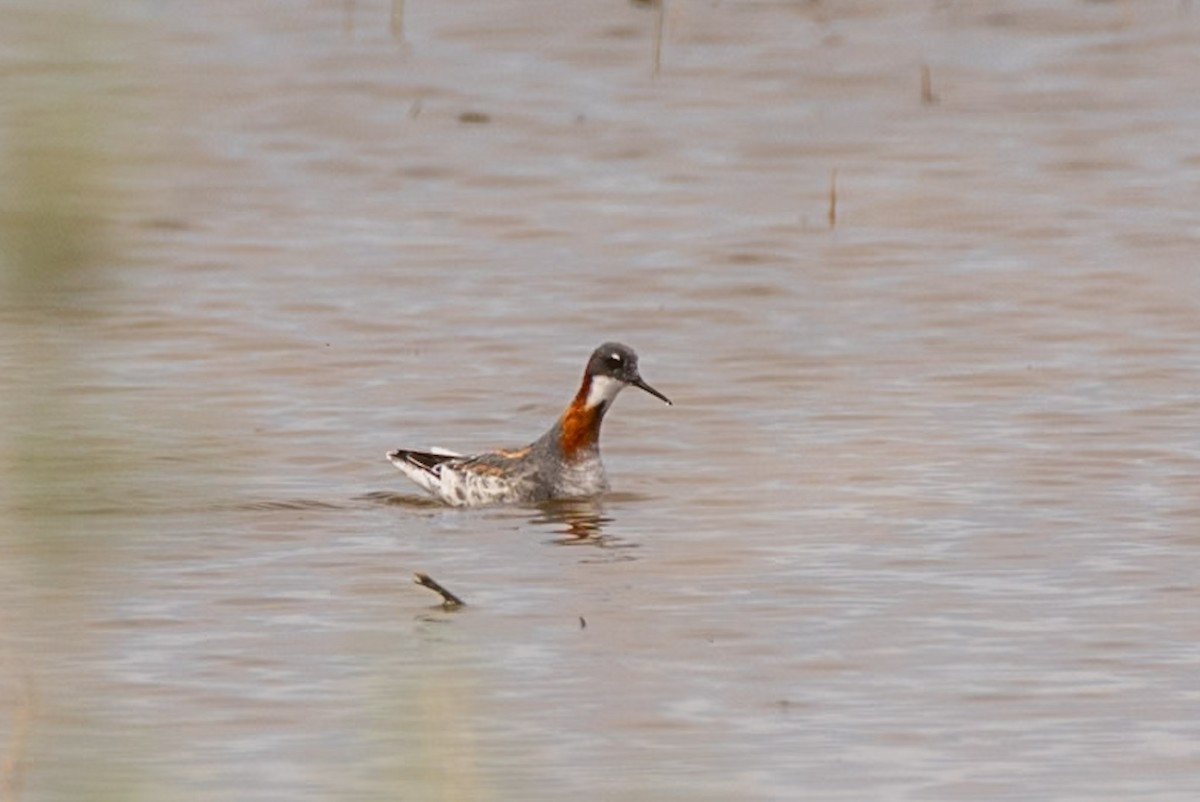 lyskonoh úzkozobý - ML637395061