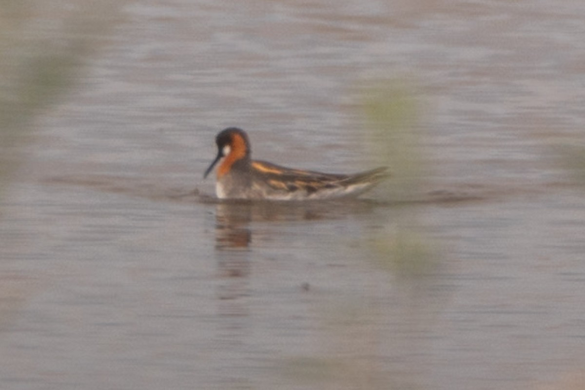 lyskonoh úzkozobý - ML637395062