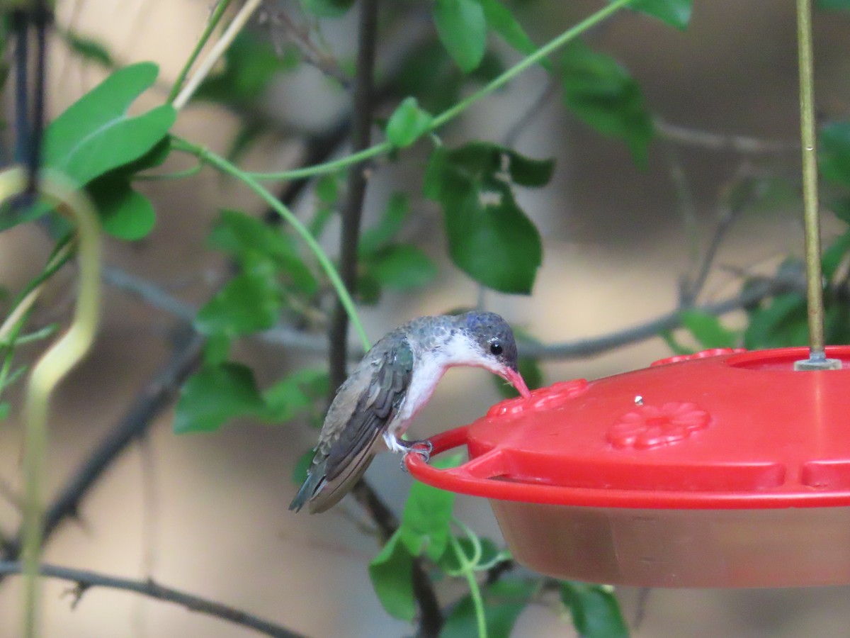 Violet-crowned Hummingbird - ML637395090