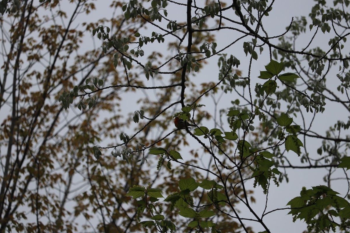 Blackburnian Warbler - ML637395098