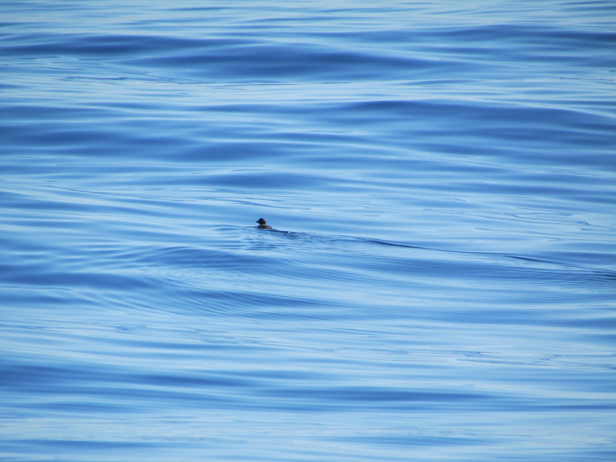 Cassin's Auklet - ML637395103
