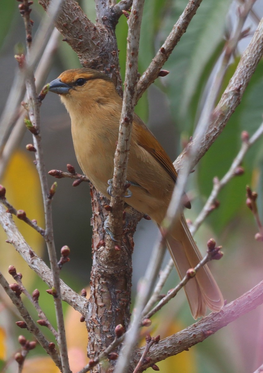 Brown Tanager - ML637395110