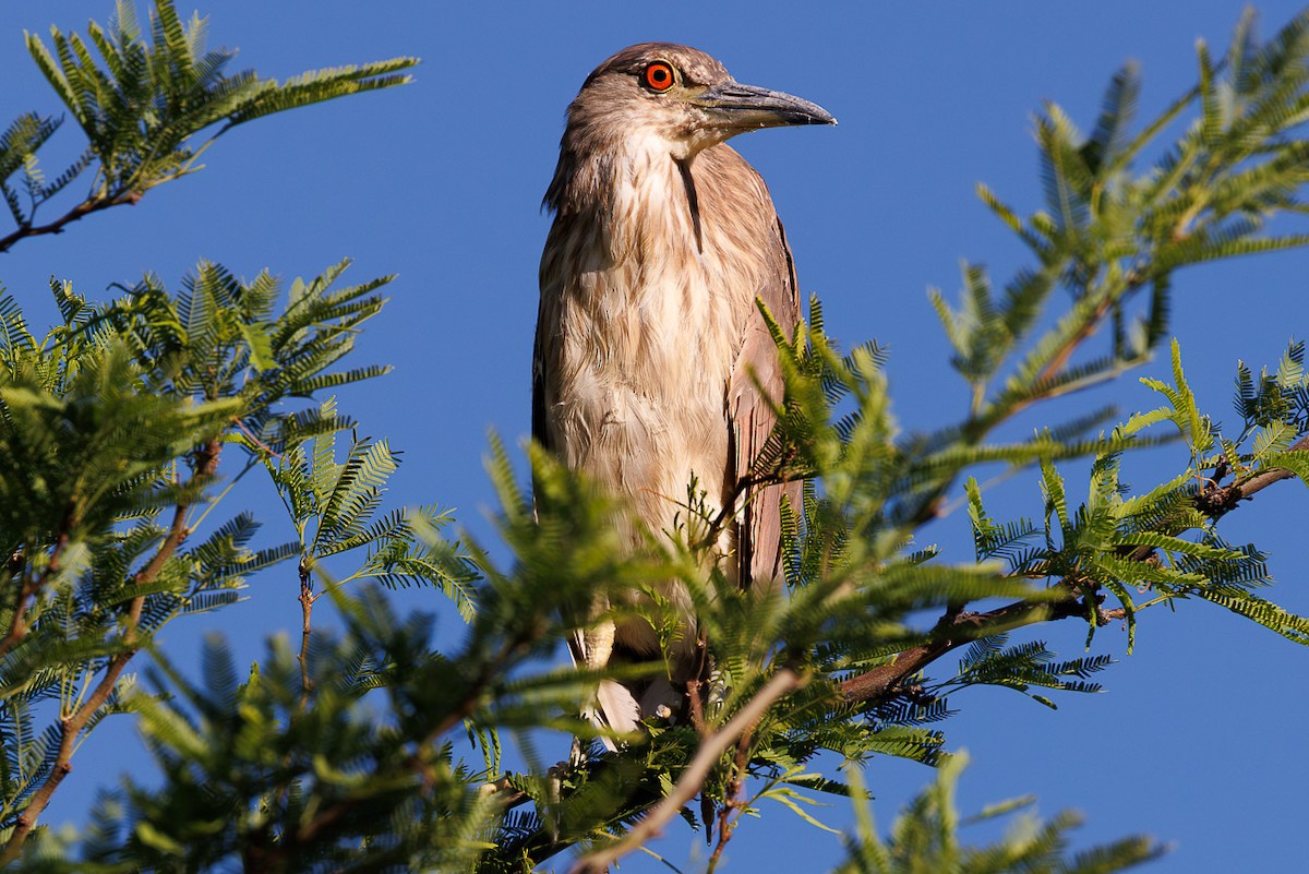Black-crowned Night Heron - ML637395119