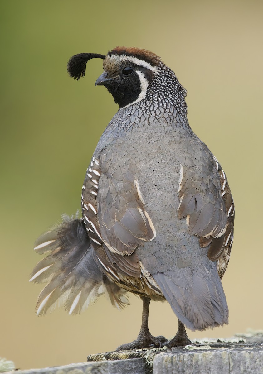 California Quail - ML637395131