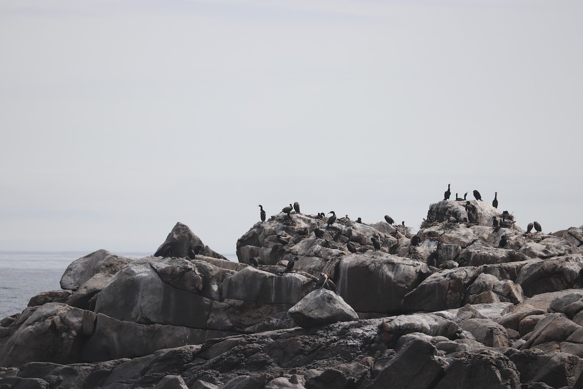 Double-crested Cormorant - ML637395137