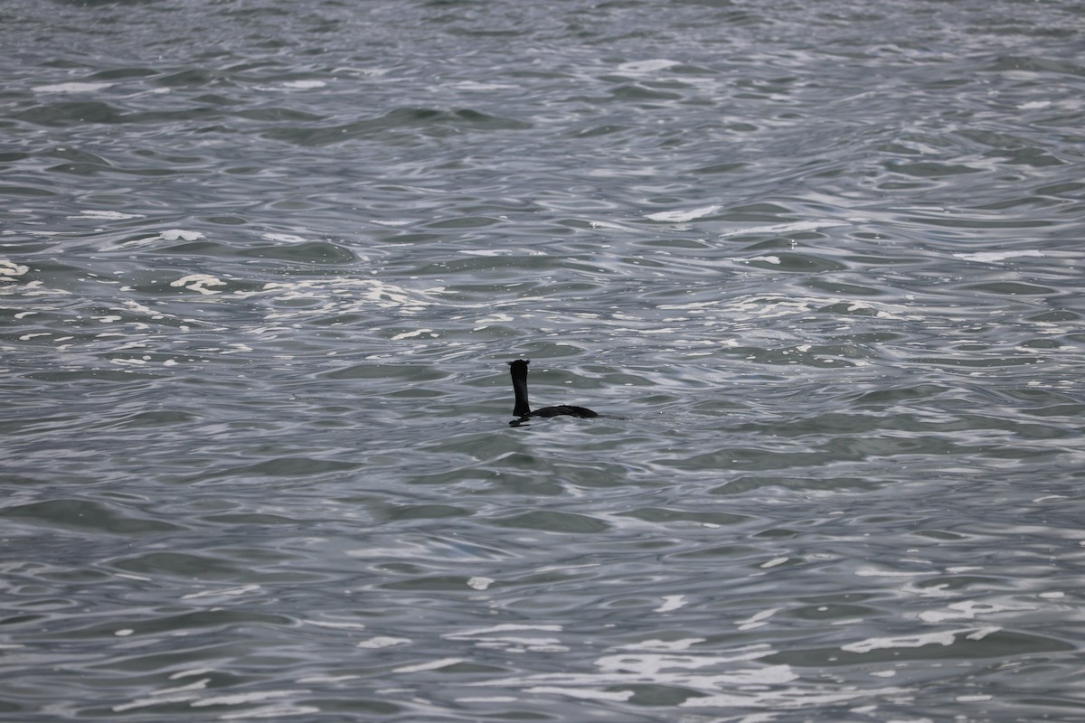 Double-crested Cormorant - ML637395143