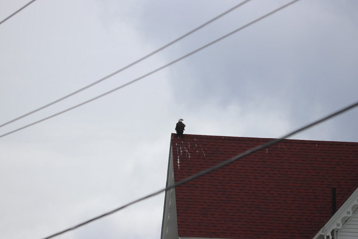 Bald Eagle - ML637395153