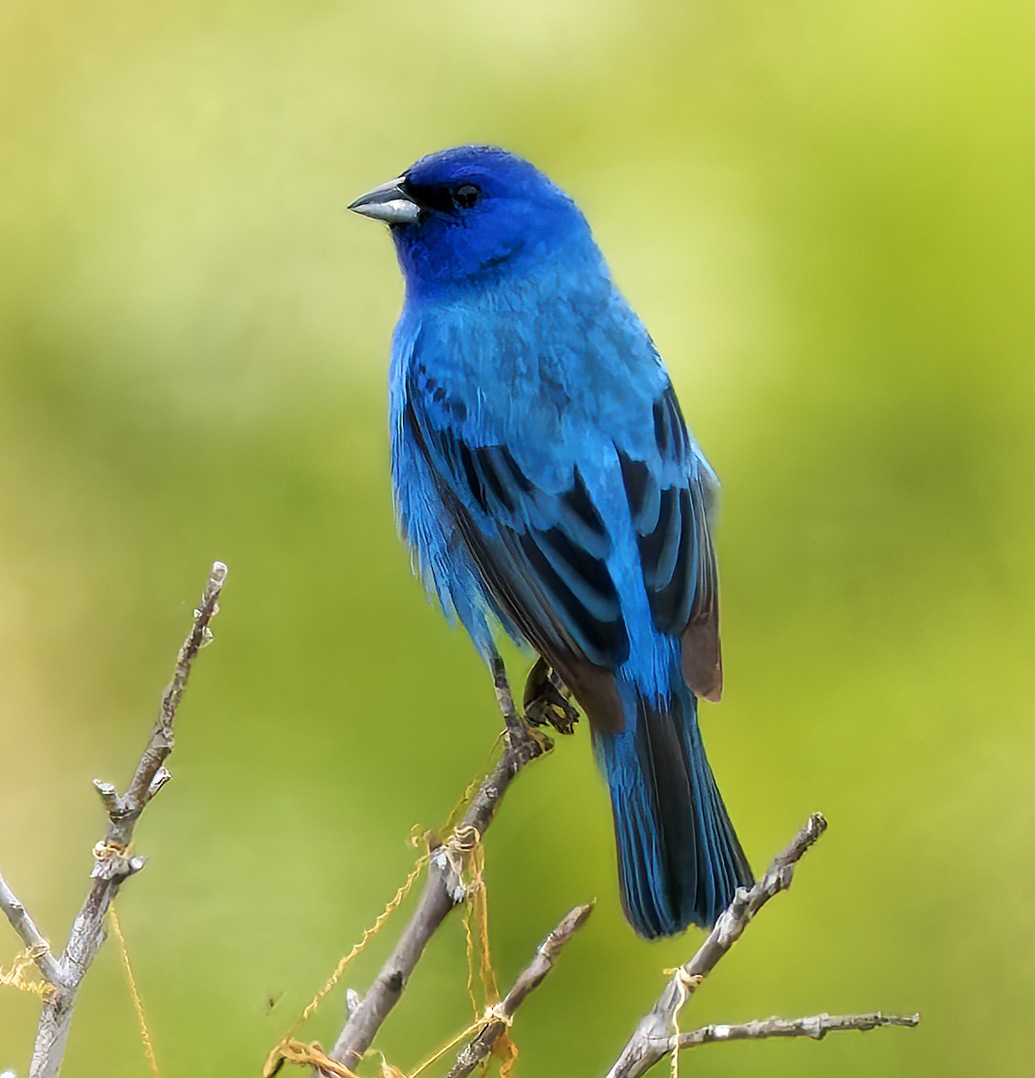 Indigo Bunting - ML637395155