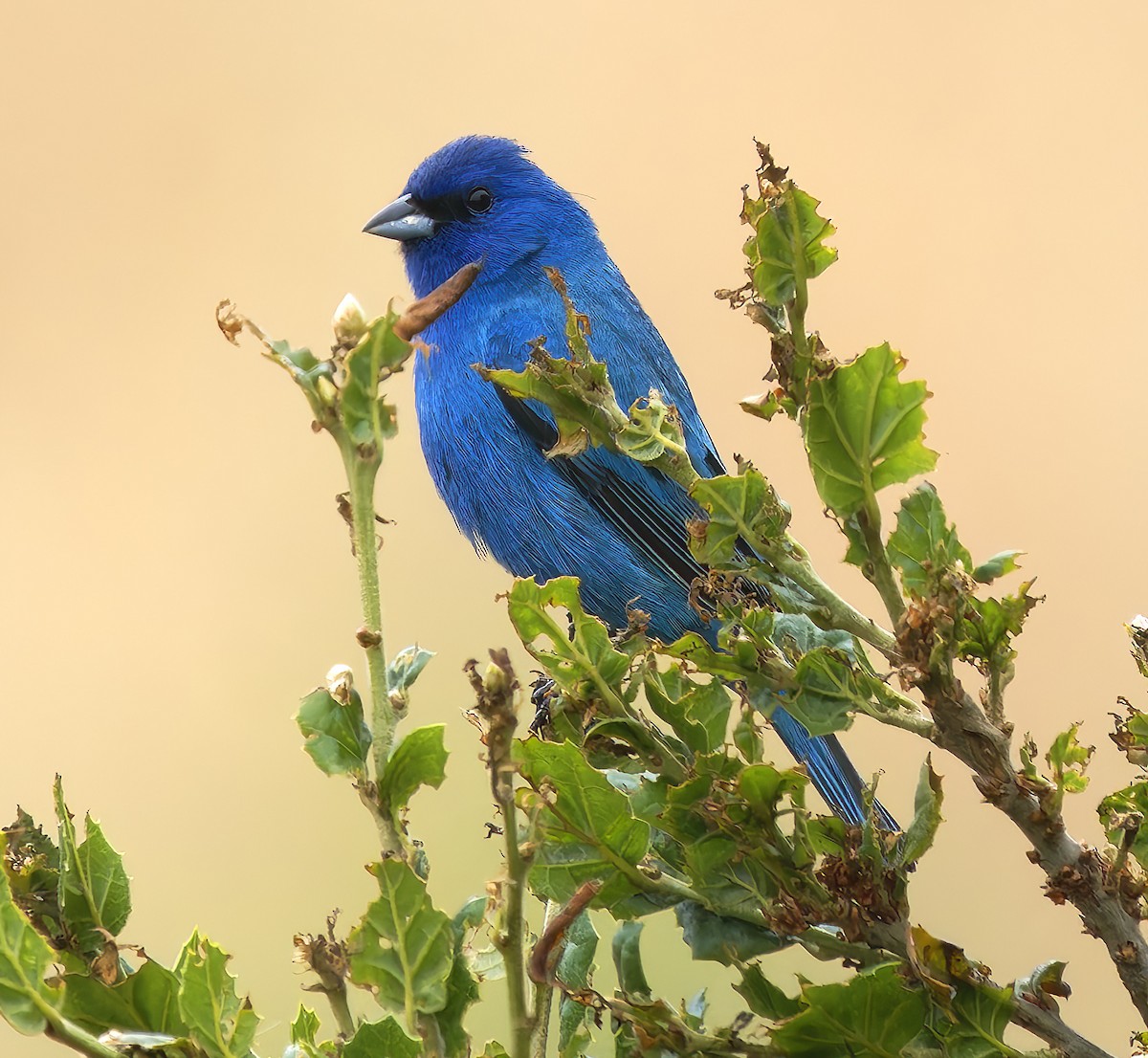 Indigo Bunting - ML637395156