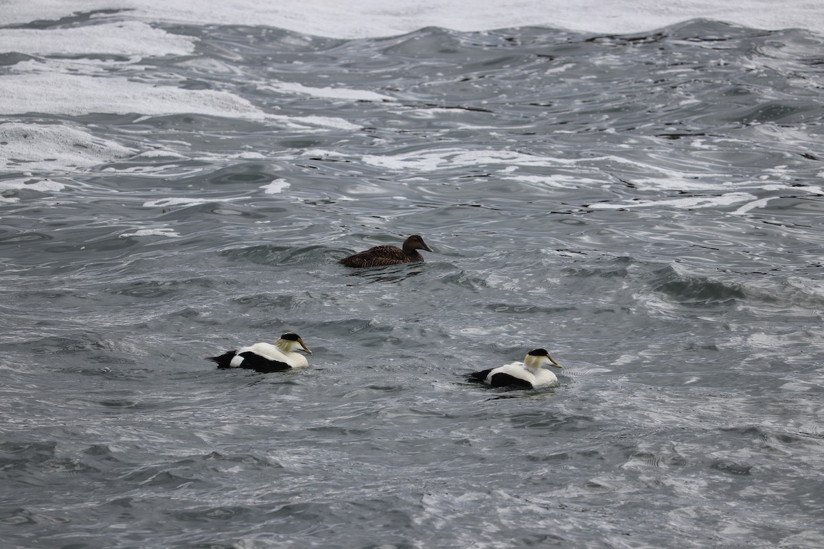 Common Eider (Dresser's) - ML637395162