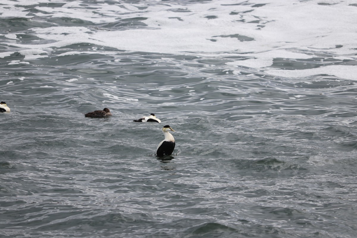 Common Eider (Dresser's) - ML637395163