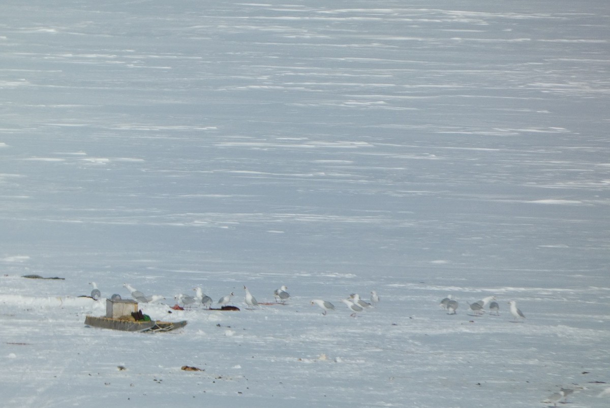 Glaucous Gull - ML637395165