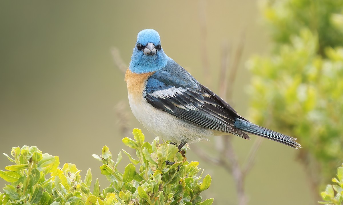 Lazuli Bunting - ML637395166