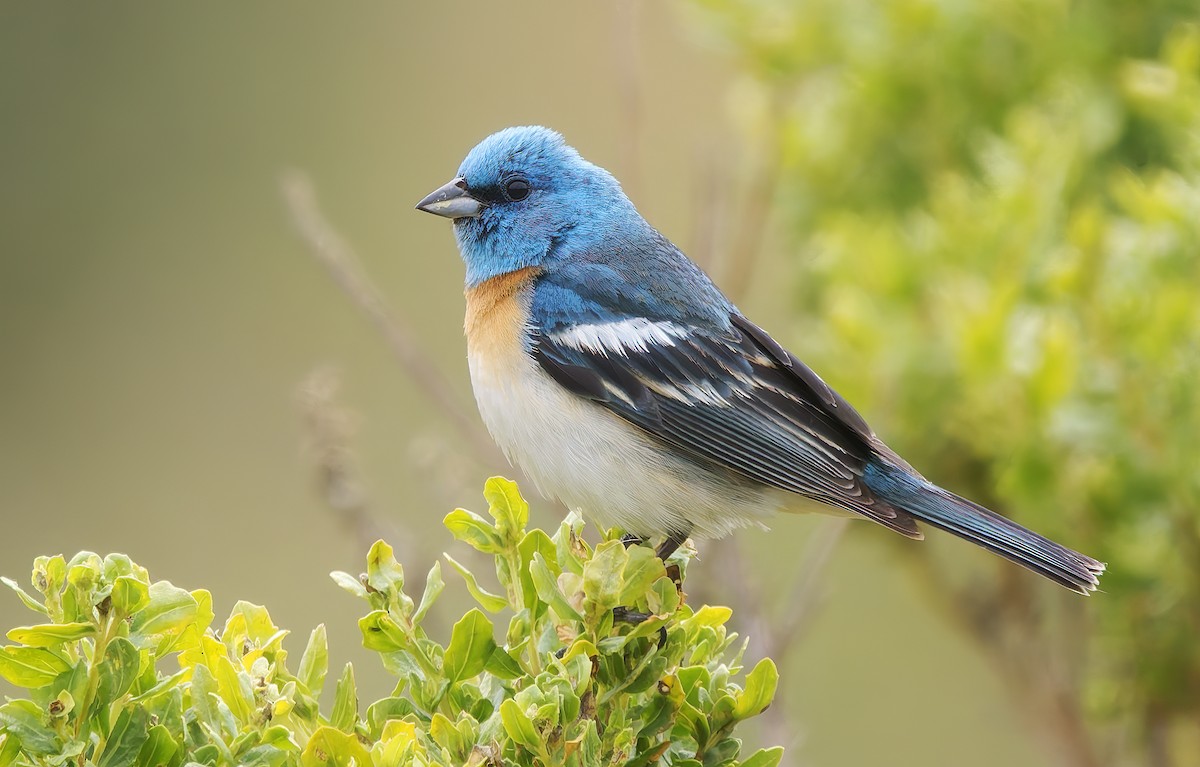 Lazuli Bunting - ML637395168