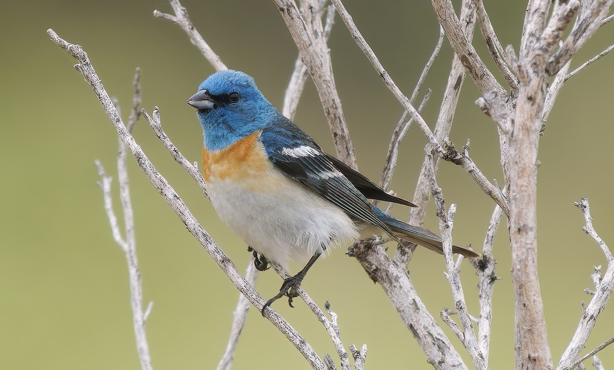Lazuli Bunting - ML637395169