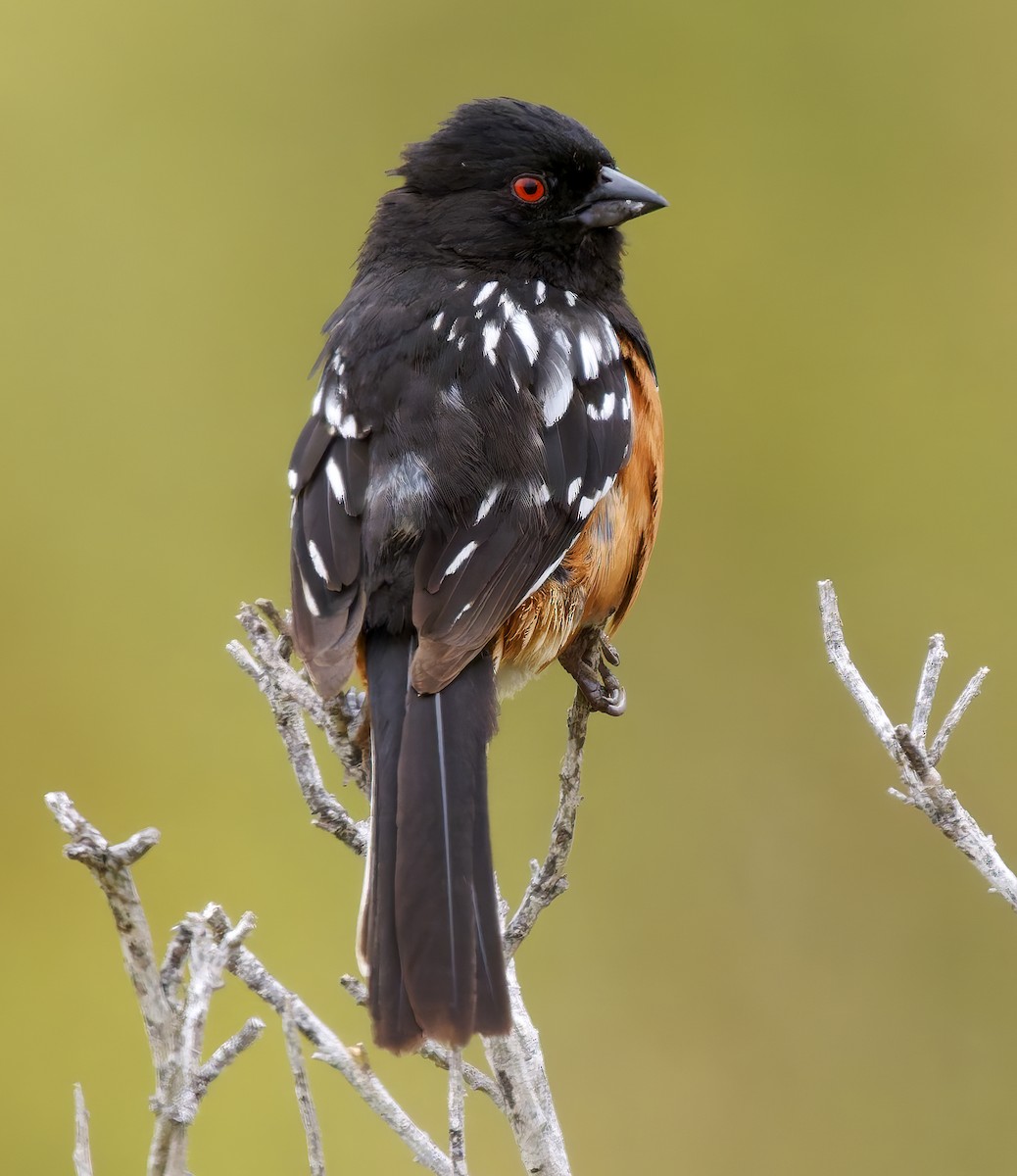 Spotted Towhee - ML637395182