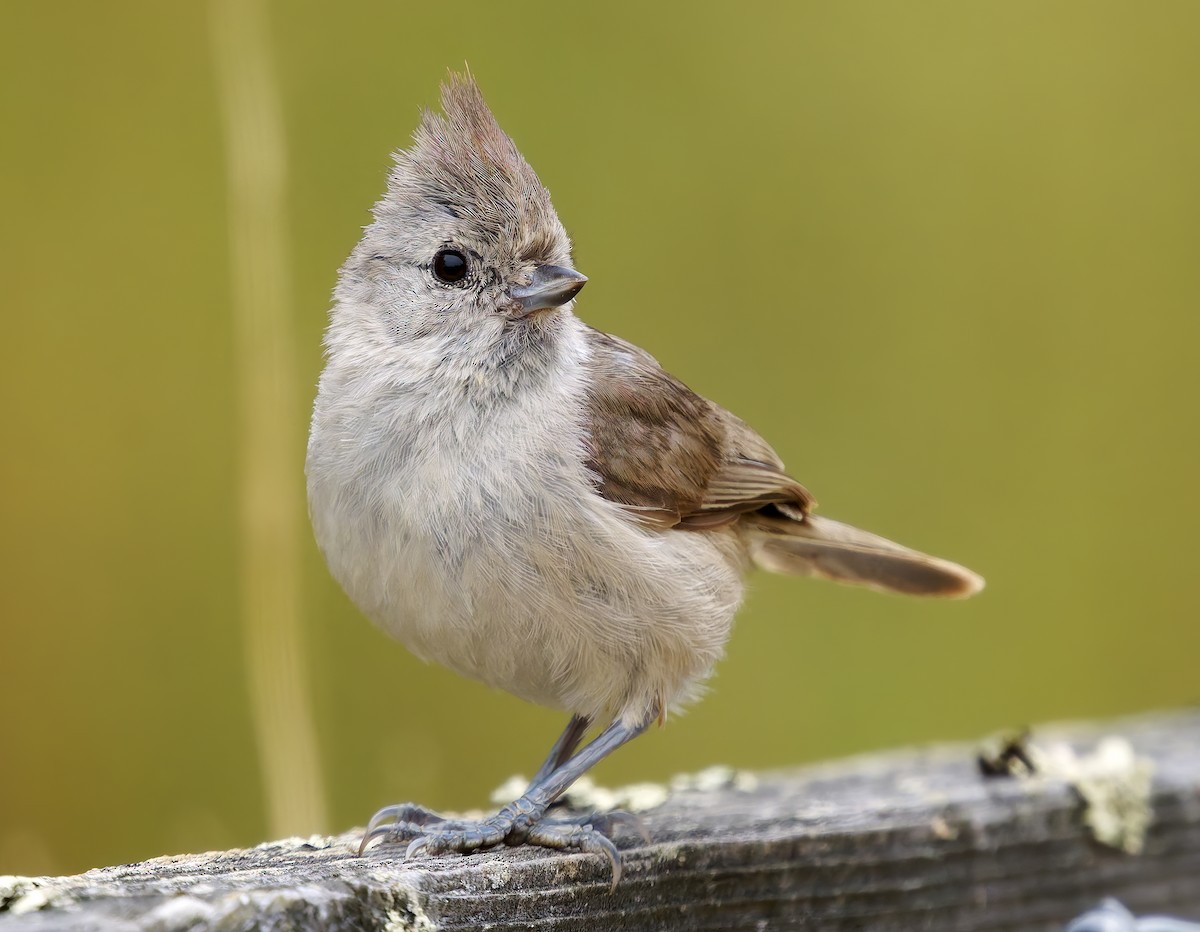 Oak Titmouse - ML637395188
