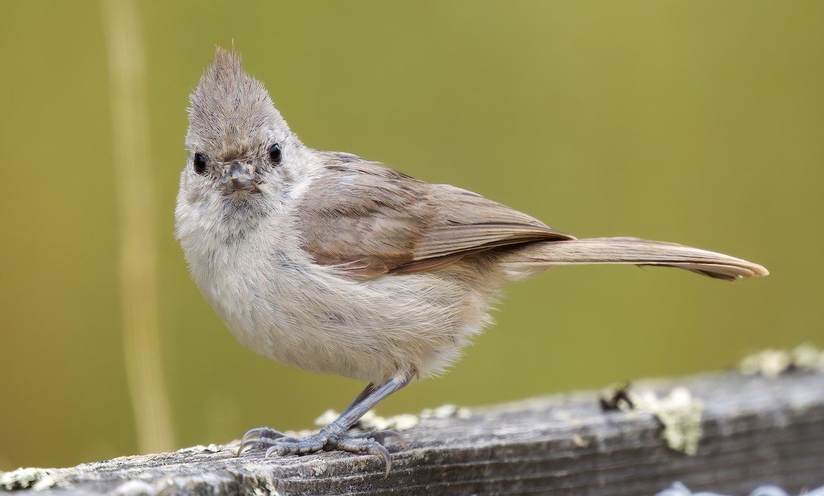 Oak Titmouse - ML637395189