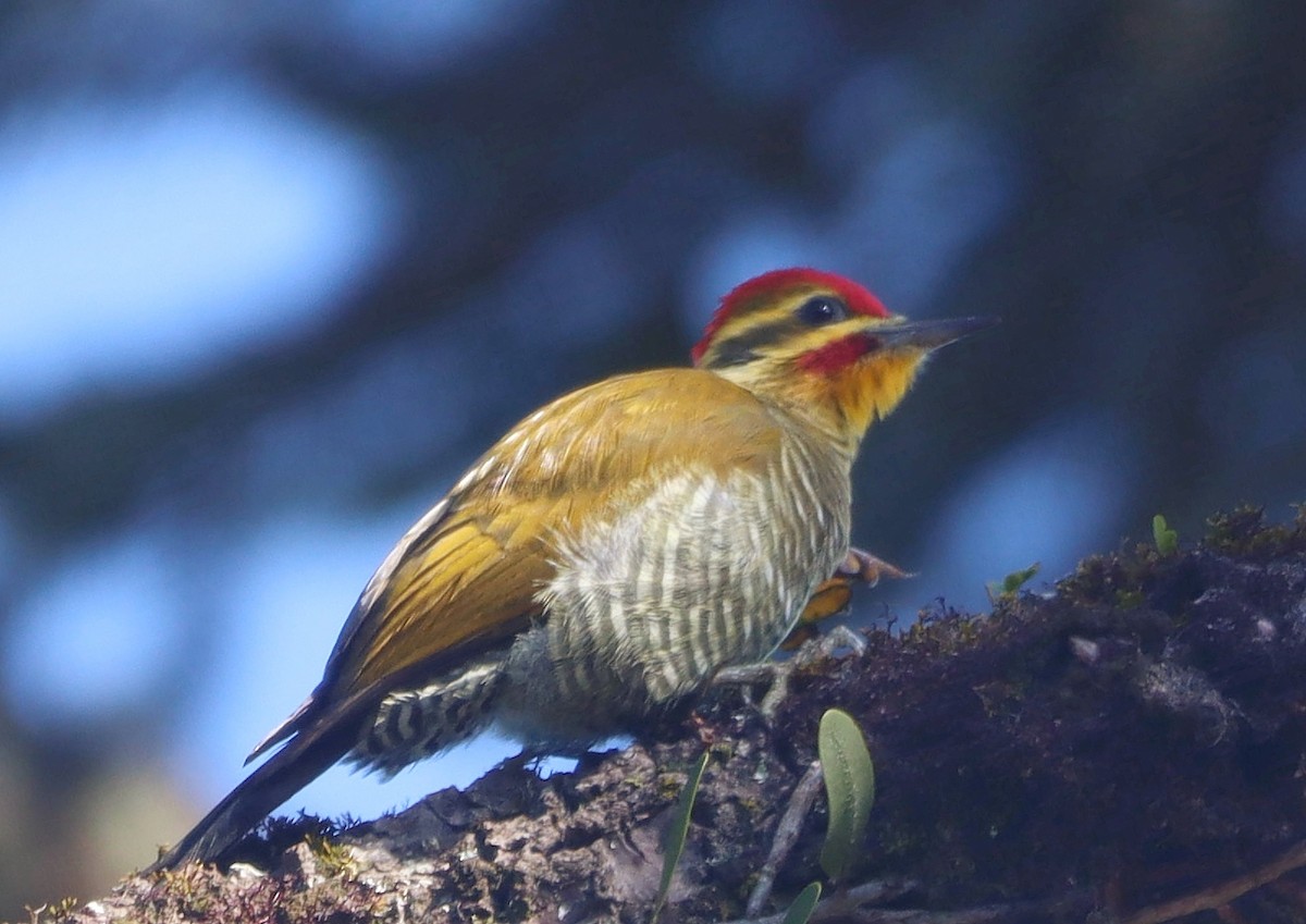 White-browed Woodpecker - ML637395192