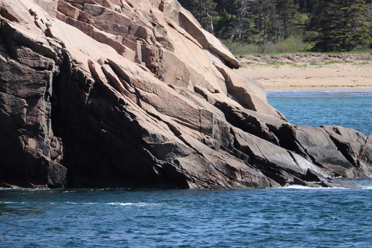 Black Guillemot - ML637395194